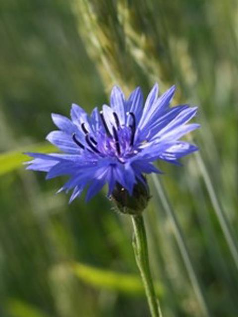 Cornflower (Centaurea cyanus)