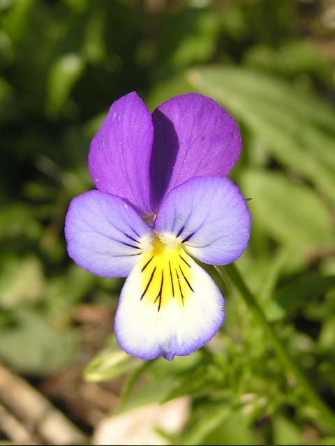 Heartsease (Viola tricolor)