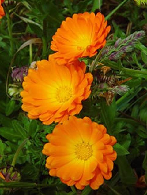 Pot marigold (Calendula officinalis)