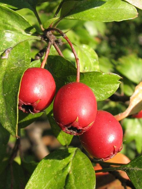 Hawthorn (Crataegus)