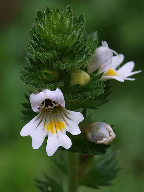 Eyebright (Euphrasia officinalis)